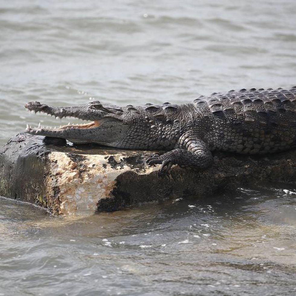 Un cocodrilo mata a un pastor protestante durante un bautizo masivo en un  lago de Etiopía | Mundo animal | EL PAÍS