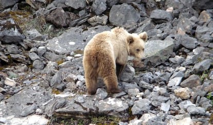 Un oso de Somiedo (Asturias).