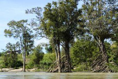 Los llamados árboles anegados del río Mekong, en Stung Treng, cerca de la frontera con Laos.