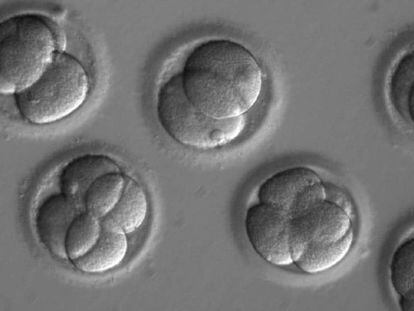 Embriones humanos a los que se aplicó la técnica CRISPR.