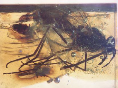 Mosca de 105 millones de años atrapada en ámbar
