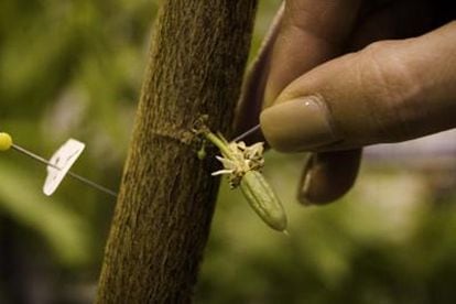 Vainas de cacao aún verdes en el árbol.