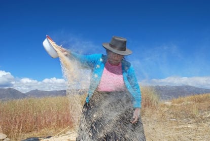 El 'wayrachi' o venteo es el momento en el cual, con un recipiente, se tiran los granos al viento para quitarles los restos de los tallos.