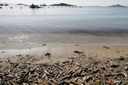 Cientos de peces muertos esta semana en el Mar Menor.