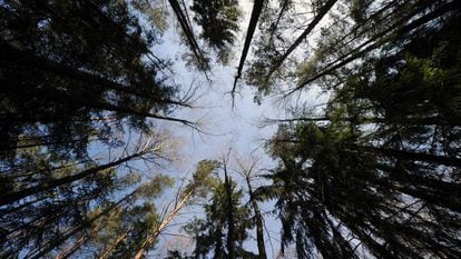 Un bosque cerca de Gatsuk (Bielorrusia).