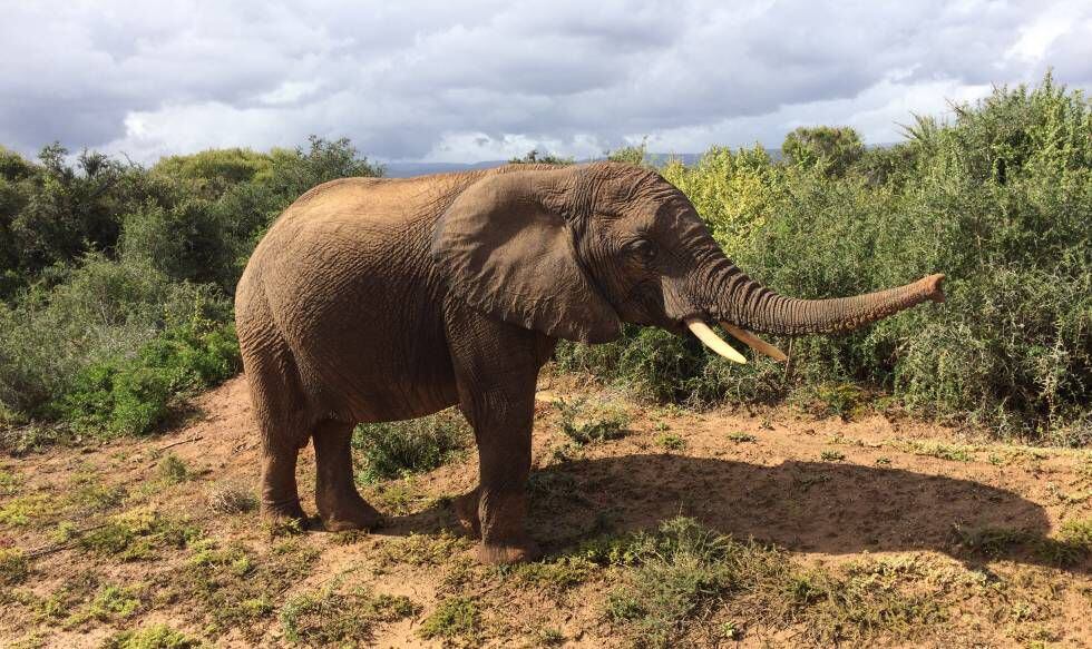 Elefante en el Addo Park.