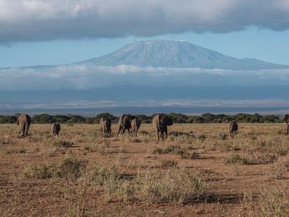 Una manada de elefantes en la zona del Parque Amboseli, con el monte Kilimanjaro al fondo.