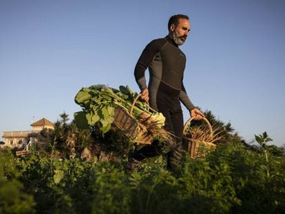 Así se crían verduras gourmet en una huerta de agua salada