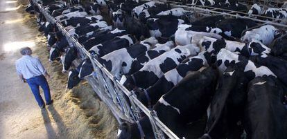 Vista de una explotaci&oacute;n ganadera productora de leche en Ponteceso (A Coru&ntilde;a)