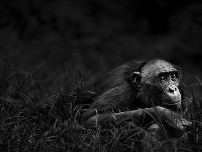 Una de las fotografías de la serie 'Primates' (2015).