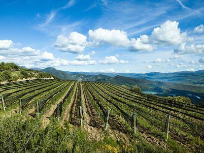 Viñedos en la zona más alta de la zona de Castell d’Encus. Plantación de Pinot Noir.