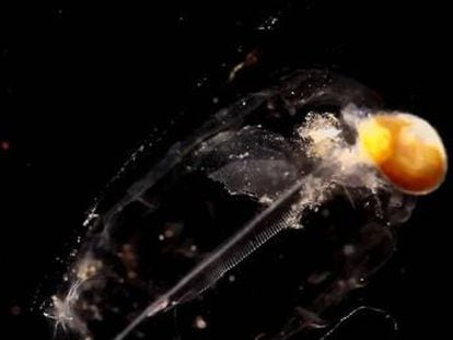 Reconocemos las medusas, pero en esas masas blanquecinas que vemos flotando cerca de la costa hay muchos otros organismos