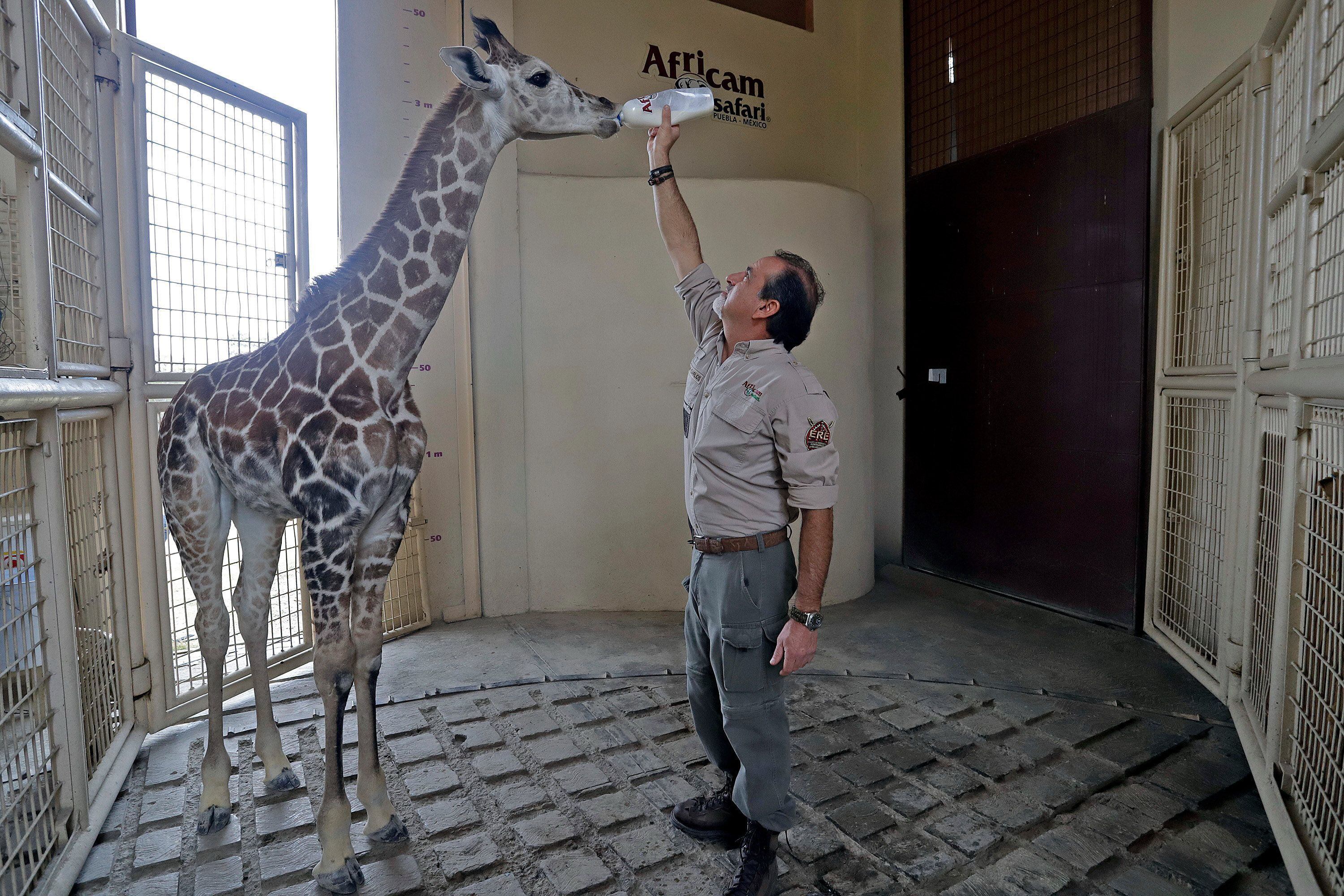 Una jirafa bebé es alimentada en Africam Safari, en Puebla, en enero de 2021.