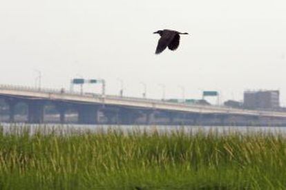 Un pájaro sobrevuela los humedales de la reserva natural de Jamaica Bay, en Nueva York.