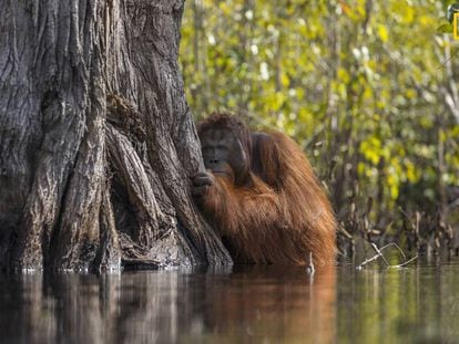 Un orangután macho mira desde detrás de un árbol mientras cruza un río en Borneo, Indonesia.