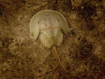 A specimen of 'Limulus polyphemus', at the bottom of the sea, in Yucatan (Mexico).