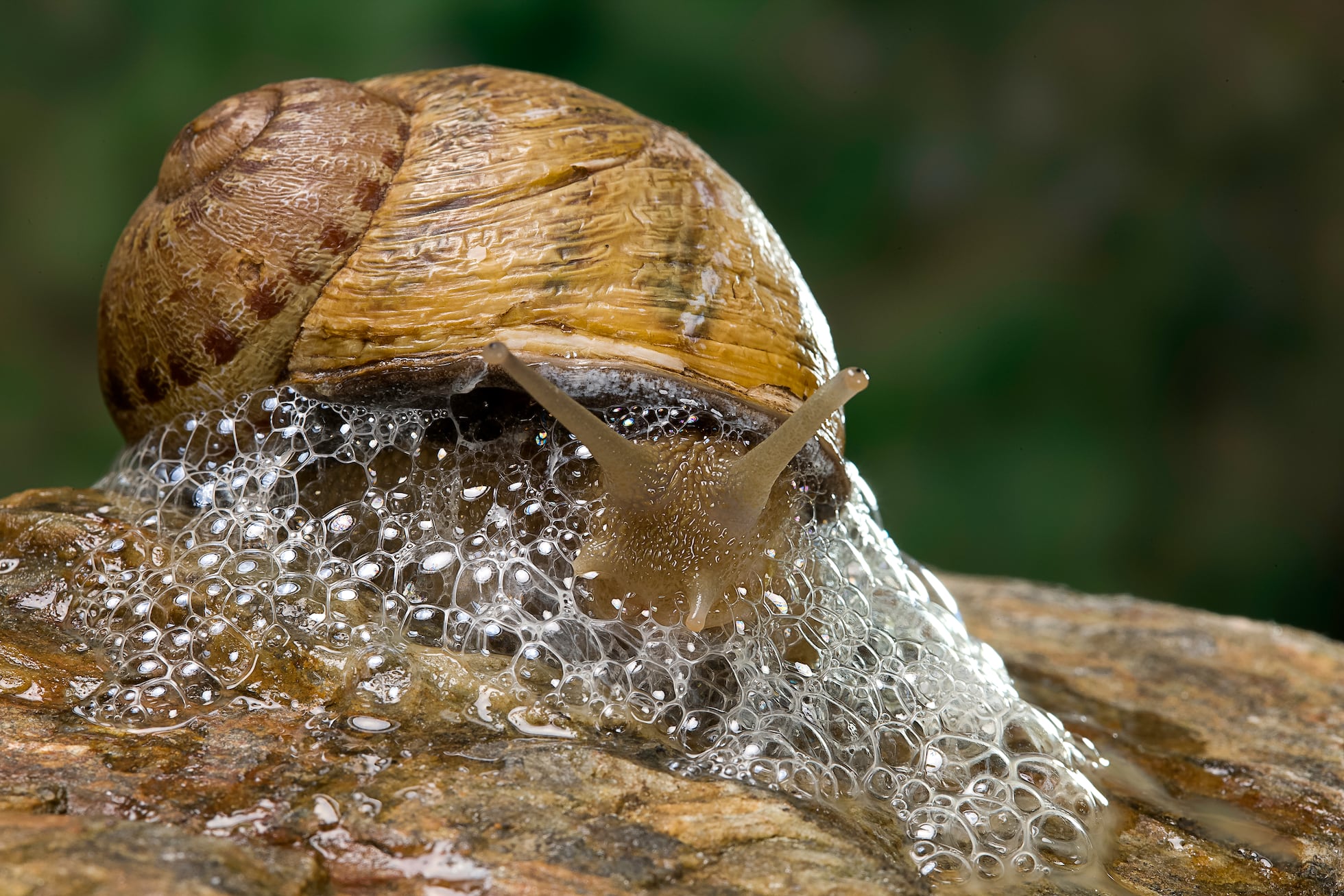 Los mocos, un éxito inevitable de la evolución | Ciencia | EL PAÍS