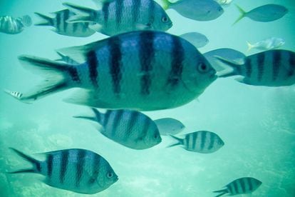 En la Gran Barrera de Coral australiana viven 1.700 tipos de peces, 3.000 variedades de moluscos, más de un centenar de especies de tiburón y rayas, 600 tipos de coral o una decena de animales en peligro de extinción, como la tortuga verde o el dugongo. Un paraíso para los buceadores.