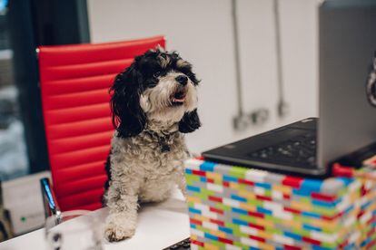 Los empleados de Brewdog pueden llevar a su perro al trabajo.