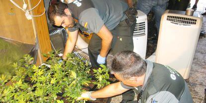 Agentes recogen plantas de marihuana en Galapagar.