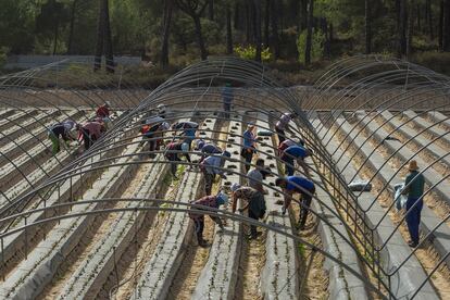 Trabajadores en las plantaciones de fresa en Lucena del Puerto (Huelva).  