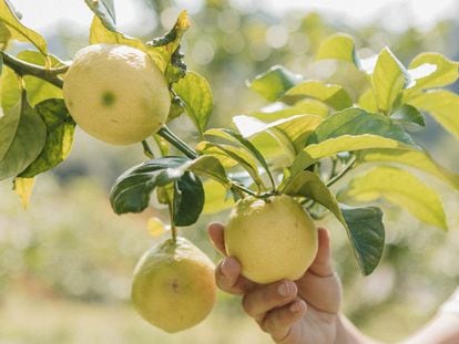 El espesor de la piel de los limones de Novales es más gruesa que el de la mayoría de variedades, lo que hace que se mantengan frescos durante más tiempo.
