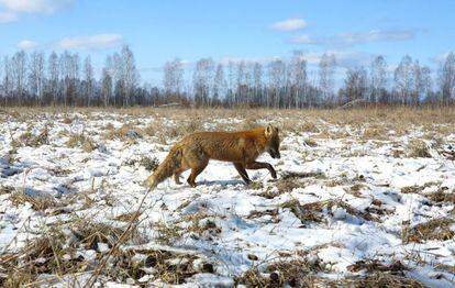 Un zorro camina por un campo cerca del pueblo abandonado de Babchin (Bielorrusia).