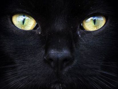 Los ojos de un gato negro en los que se ven claramente las ranuras verticales.