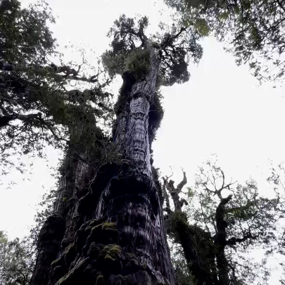 Es el 'Gran Abuelo' de Chile el árbol más viejo del mundo? | Vídeos | EL  PAÍS