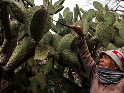 Socorro Aguilar, de 77 años, es vecina de Real de Catorce. En las primeras horas de la mañana corta los nopales con un cuchillo.