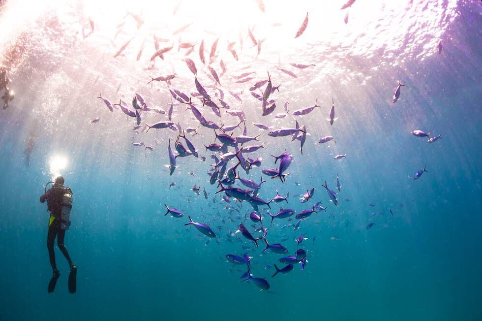 Un buzo atraviesa un banco de peces bajo las aguas del océano Índico que bañan las costas de Maldivas.