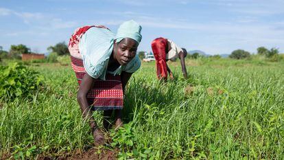 Una mujer trabaja la tierra en Sudán del Sur.