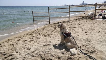 Un animal descansando en la playa de perros del F&ograve;rum