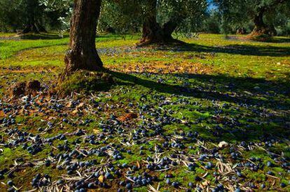 Campo de olivas en la comarca de La Campiña, en Sevilla. A la izquierda, un verdecillo, ave que tiene su hábitat en el olivar español.
