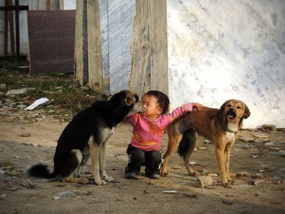 Un ni&ntilde;o juega con dos perros callejeros en Katmand&uacute;.