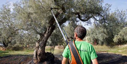 Un agricultor escoge olivas en una de las fincas que gestiona en El Perelló (Tarragona).