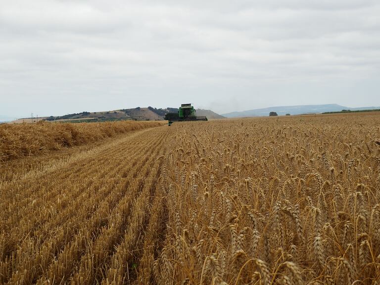 Una máquina cosecha en un campo de cereal en La Rioja.