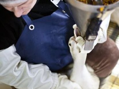 Imáganes de la investigación de Igualdad Animal en la granja Momotegi, que provee foie gras a Mugaritz.