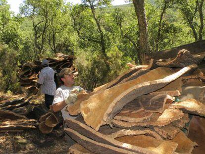 Labores de saca de corcho en el parque natural de Los Alcornocales, en Andalucía.