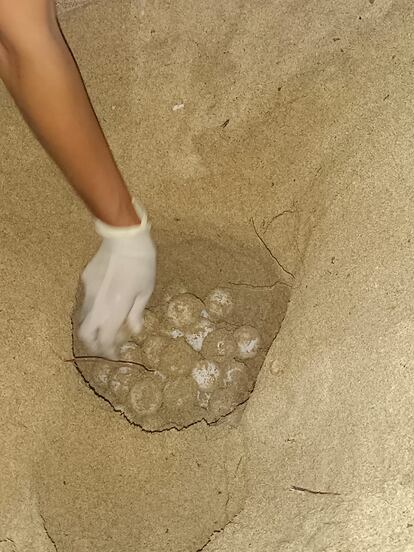 Algunos de los huevos que una tortuga marina ha puesto por primera vez desde que hay registros en una playa de Mallorca.