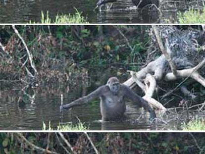 Secuencia de cómo la gorila <i>Leah</i> agarra una rama al entrar en una laguna y la utiliza para sondear la profundidad y el fondo y estabilizarse.