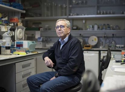 El genetista Ginés Morata, en su laboratorio, en Madrid.