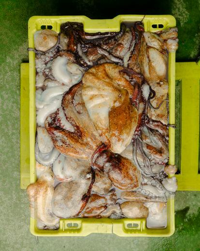 Un arcón lleno de pulpos pescados durante la jornada.