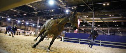 Un entrenamiento de doma en la Madrid Horse Week.