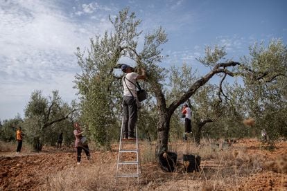 Temporary workers work in an olive grove in Seville, in a file image.
