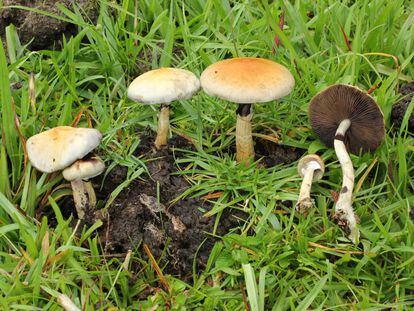 Ejemplares de 'Psilocybe cubensis', un hongo con psilocibina, en Coyopolan (Veracruz).