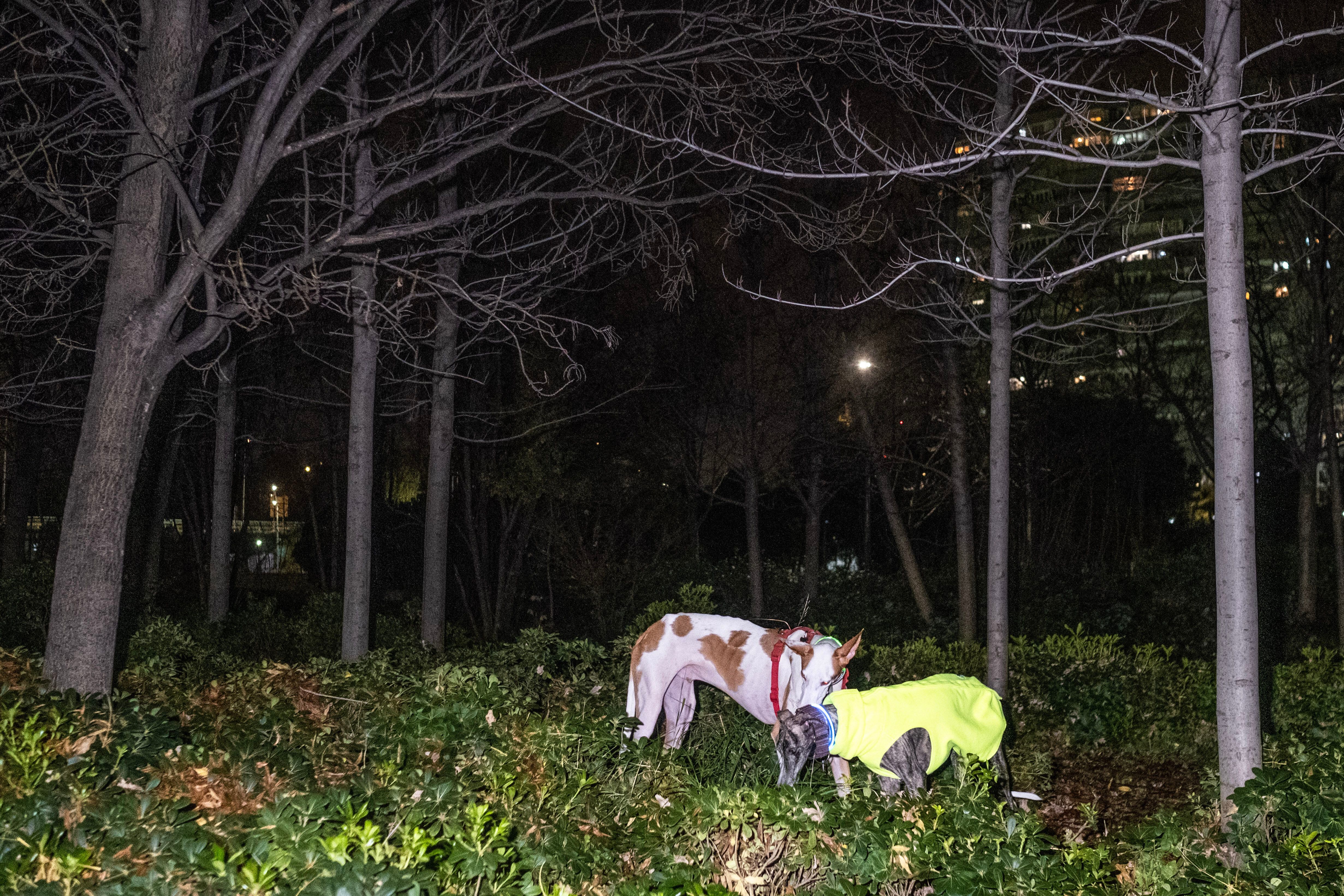 
El galgo Jade con su gran amigo Holy en Madrid Río. 
