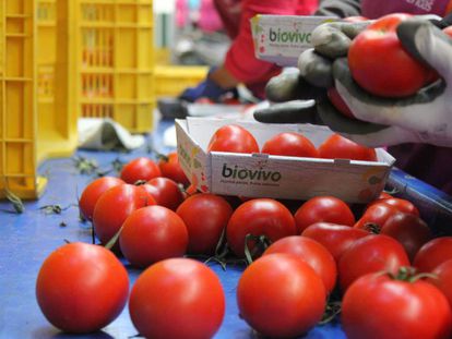 Empleados de la empresa colocan los tomates en pequeños envases de cartón reciclado, un requisito de presentación para las frutas y verduras ecológicas que encarece la distribución del producto.