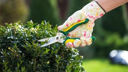 Ideal para su uso en huertos y jardines. GETTY IMAGES.