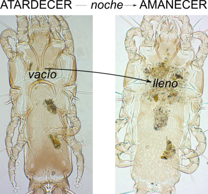 Comparativa de un ácaro de las plumas de la especie Proctophyllodes sylviae de una Curruca capirotada (Sylvia atricapilla) sin haber comido, con un ácaro de la especie Proctophyllodes musicus de un Mirlo común (Turdus merula), tras haberse alimentado.